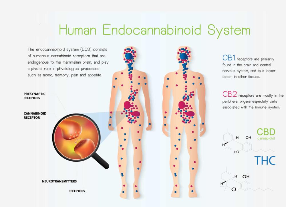 Endocannabinoid System 